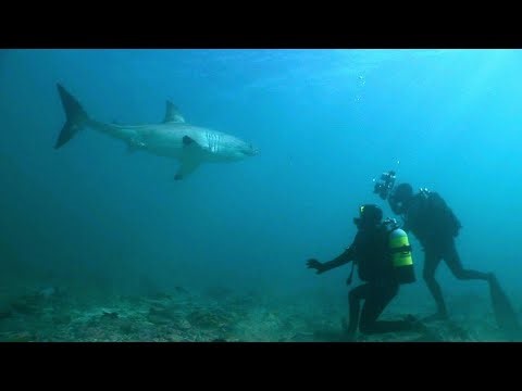 Mike Rutzen: The Sharkman | 60 Minutes Archive
