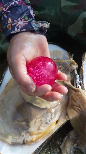 Giant clams, enchanting super bright red pearls