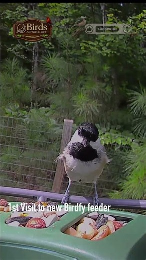 Carolina Wren - 1st Visit To Birdfy Feeder #birdcam #birds #nature #birding #backyardbirds #birdfy
