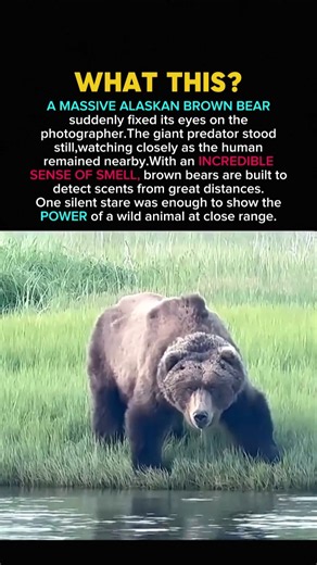 An Alaskan Brown Bear Locks Eyes With a Photographer! #history #facts