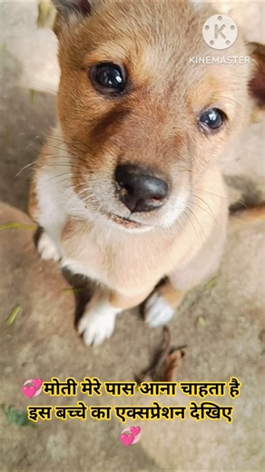🐾मोती मेरे गोदी में आने के लिए बेचैन है I love you mere bache💞🐶 #love #music #dog #puppy #shorts