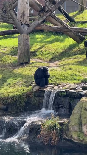 The internet has been taken over by a monkey sitting by a river — it went viral because of its sad and thoughtful expression.What do you think happened to it?