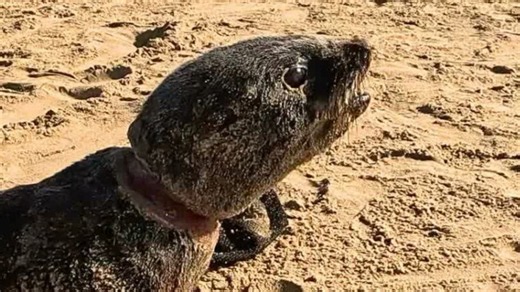 Watch this infected baby seal get freed as his rescuer promises "You're going to live another day"