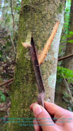 How to Tap Tree Sap with a Simple DIY Method in the Forest