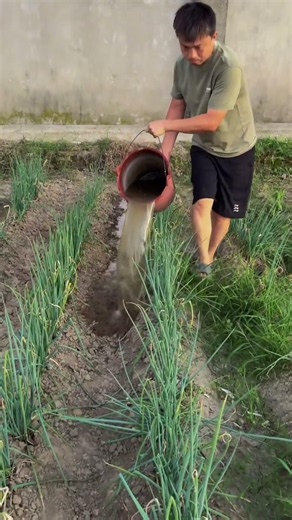 Watering the Crops the Traditional Way 🌱💧 | Farm Life #farming #agriculture #villagelife