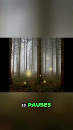 Brown Mountain Lights: America's Unsolved Mystery!