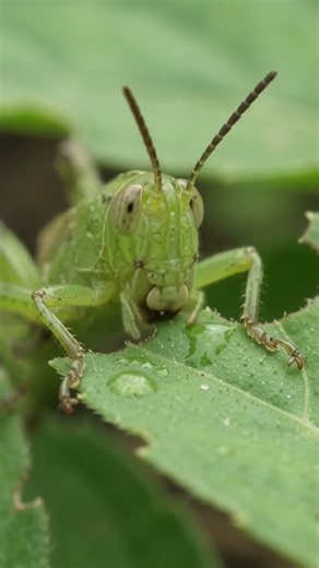 Grasshopper Growth: From Nymph to Flight