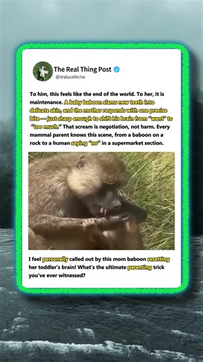 Every Mom Knows THIS Baboon Moment! 🐒 #funny #Parenting #Wildlife