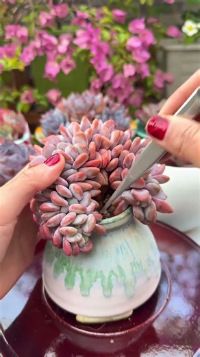 How to Repot Succulents: A Step-by-Step Guide for Beginners