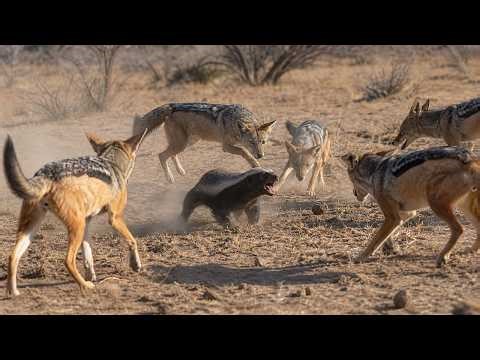 The Honey Badger Battles A Pack Of Black-Backed Jackals To Protect Its Hard-Earned Prey