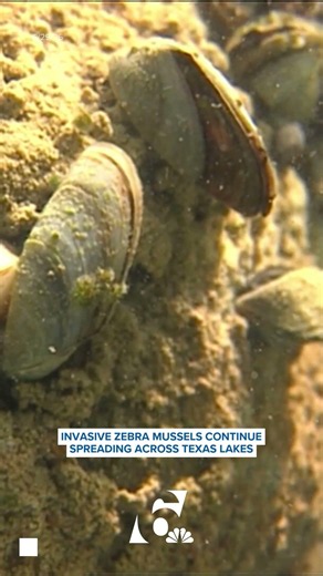 Invasive zebra mussels continue spreading across Texas lakes