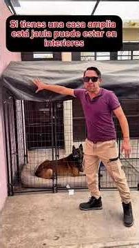 A crate can make your dog happier 😱🐶 #dogs #malinois #pets #dogtraining