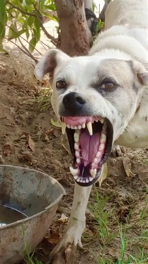 Angry Dog Barking & Growling Sounds #shorts