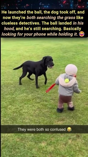 Nobody Could Find the Ball 😹 #shorts #dogtraining ball #funnydog #baby #trending