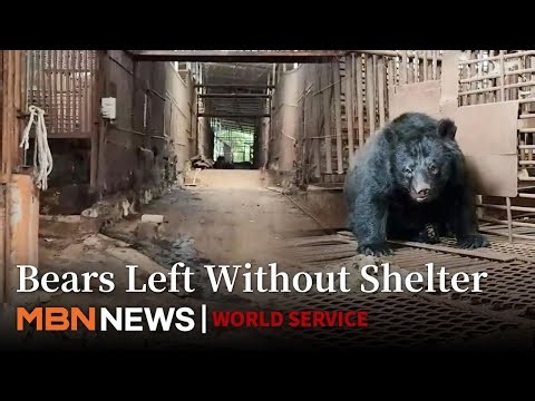Bear Farming Ban Begins Amid Animal Welfare Concerns, Shelters Insufficient for 200 Bears