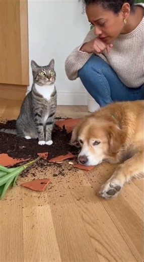 Dog vs Cat who made the mess 💀 #animals #pets