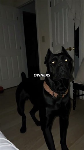 This is why Cane Corsos never let you leave their sight 🦁 #canecorso #guarddog #dogshorts
