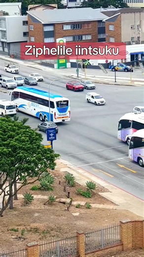 Big Sky & Intercape Buses Overview