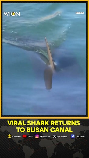 South Korea’s ‘Bukangi’ Shark Returns to Canal After Foiled Rescue Attempts | WION Shorts