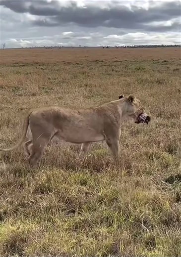 Exploring African Wildlife: The Proud Lioness