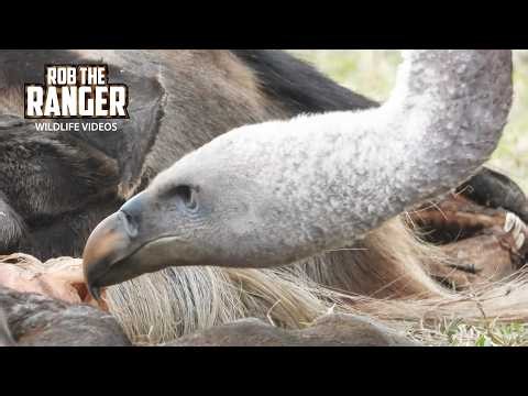 Look At These Vultures Picking Scraps Of A Carcass! | Lalashe Mara Ripoi Safari
