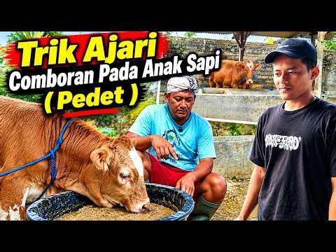 Tips for Teaching Calves to Eat Supplemental Feed at 4 Months Old‼️