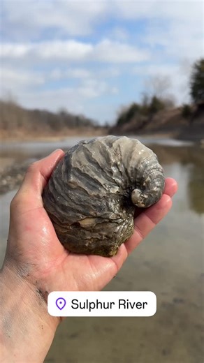 The East Texas Weekend on Instagram: "Hunt for Fossils in the Sulphur River! 🦖 Discover all sorts of ancient treasures like this Exogyra Ponderosa. Also known as, “Devil’s Toenail.”"