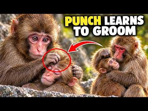 Punch Update Today: Punch Grooms Baby as Elder Shows Him How