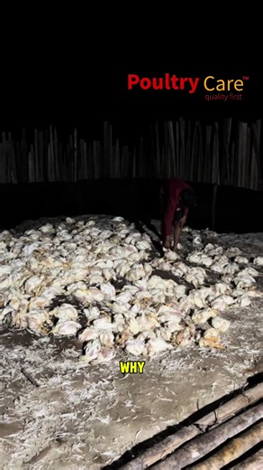 Understanding Risks in Commercial Poultry Farming