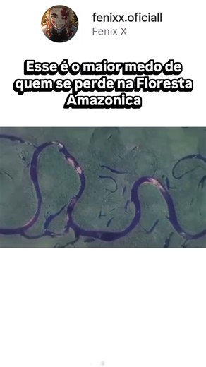Isso é o que você vê quando se perde na Amazônia 😨
