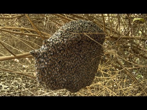 Honey Harvesting Tips | Easy & Safe Way to Collect Natural Honey from Tree