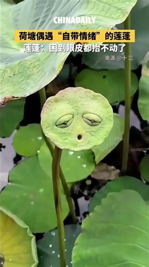 Lotus seed pod: I'm so exhausted that I can't even lift my eyelids