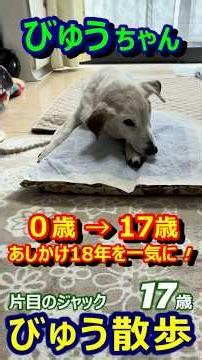 びゅう散歩223. ０歳～17歳を一気に！（ほぼ最終回？）2026/04/18【片目のジャックラッセル 】One-Eyed Jack Russell Terrier