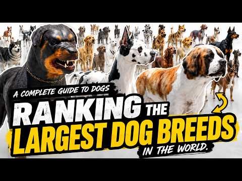 A COMPLETE GUIDE TO DOGS RANKING THE LARGEST DOG BREEDS IN THE WORLD || Curiosity Diary