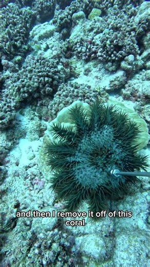 Saving the coral reef from the crown of thorns starfish #HoustinSolution