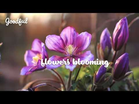 Flowers Blooming in Timelapse | Goodful