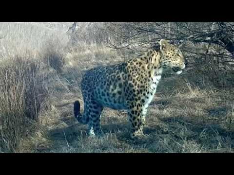 North China leopard returns to Hebei reserve