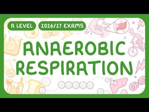 A-Level Biology - Anaerobic Respiration | Alcohol & Lactic Acid Fermentation (2026/27 exams)