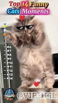Top Funny Cat Moments 😹 | Funniest Cats Ever | VIP |#original