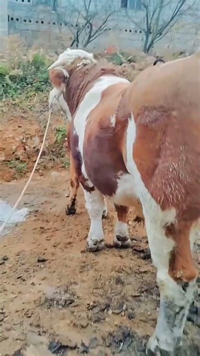 Cattle management Cattle price trend forecast Bull market analysis 31