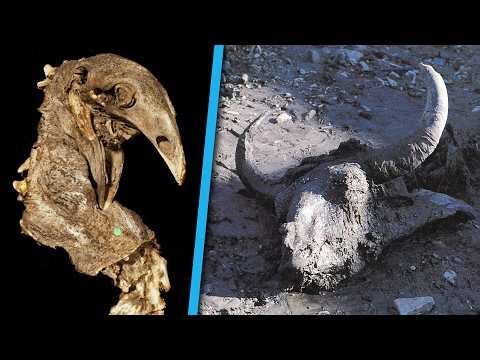 5 Strange Creatures Frozen In Ice For Thousands of Years 