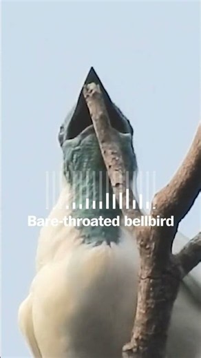 These yappers are vying for the title of loudest bird
