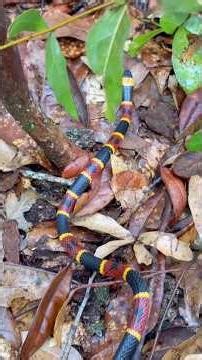 Venomous coral snake