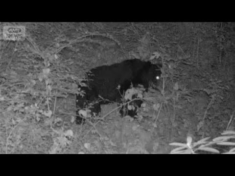 カキ、ハチミツ…冬眠前のクマがエサ狙う　愛知・豊田市では男性襲われ眼球破裂【グッド！モーニング】(2026年10月19日)
