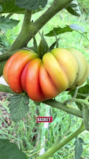 How to Harvest Tomatoes from a First-Time Garden in Zone 7A NC