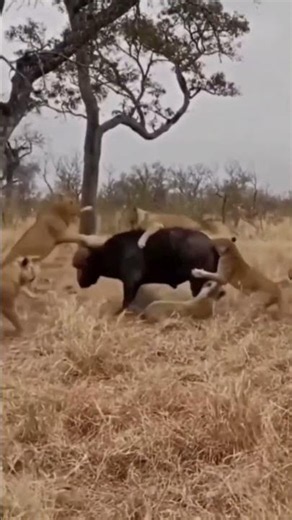 Buffalo Herd Rescues Friend from Cheetah Attack