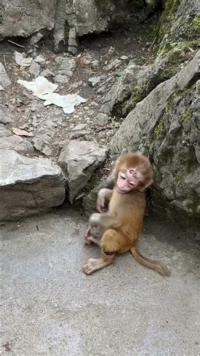 PLEASE HELP THEM 😭🐒💀 | Mom & Baby Hurt