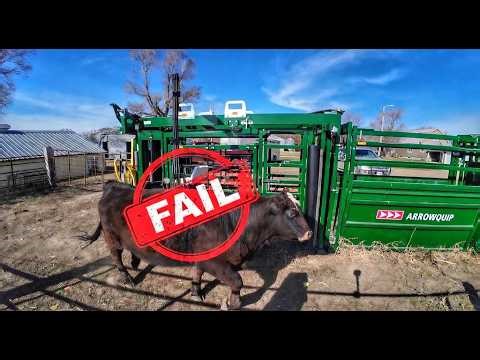 270 Heifers. How Many will pass?