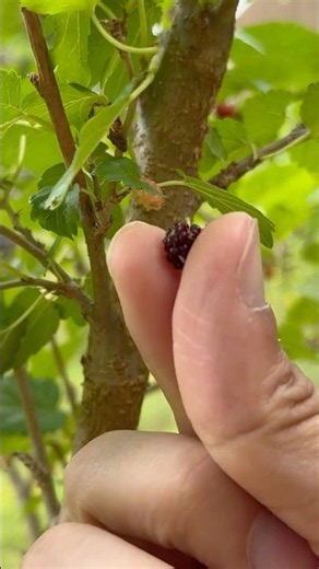 Mulberry Taste Test! #garden #happy