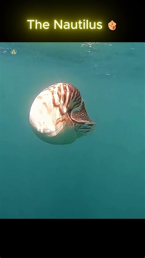 Why the Nautilus Is Nature's Original Submarine